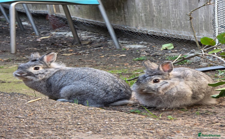 Dwarf Lop rabbits - Advert 1