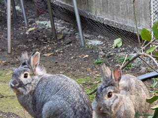 Dwarf Lop rabbits - Advert 1
