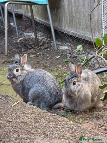 Dwarf Lop rabbits - Advert 1