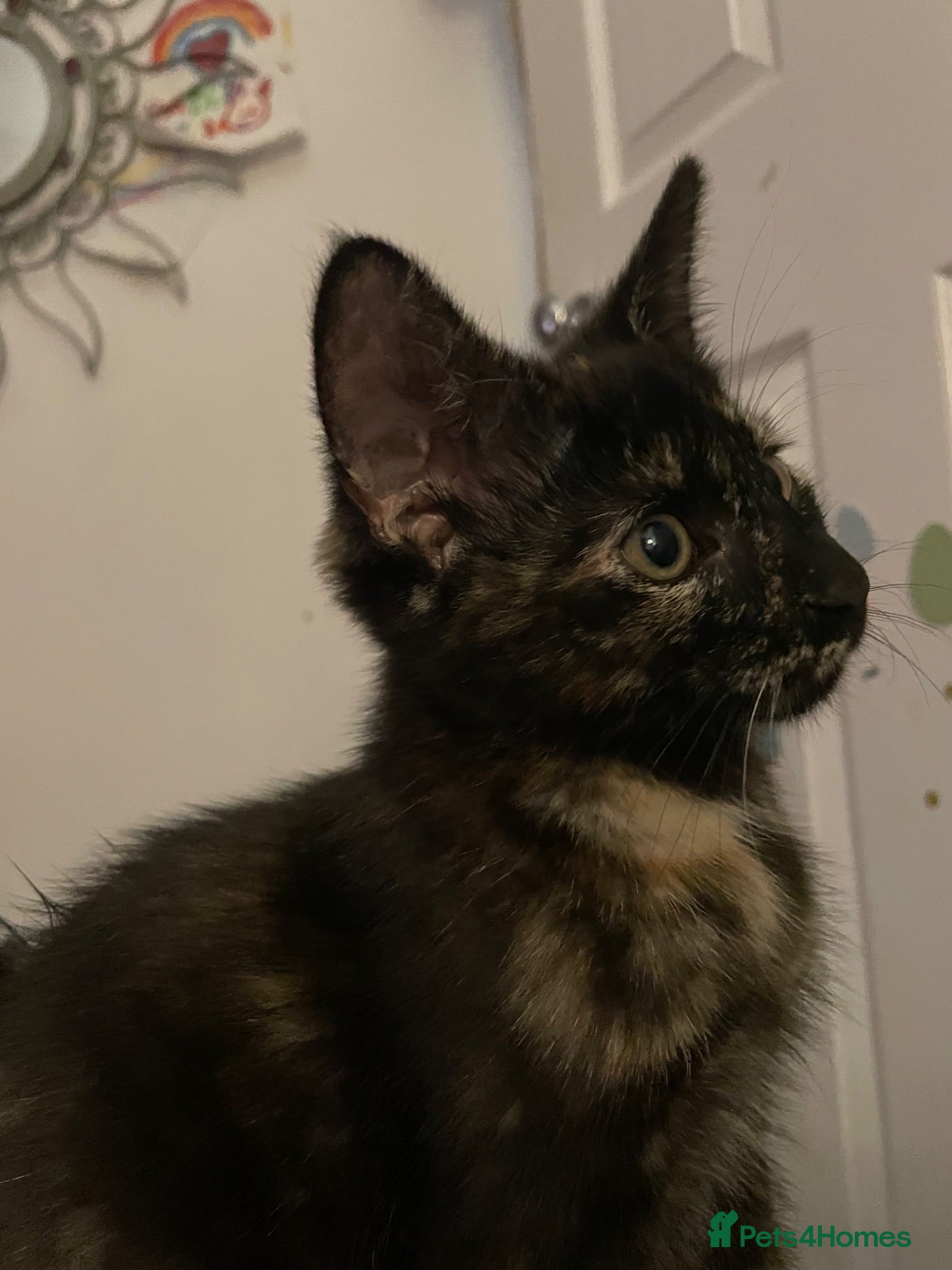 Mixed Breed cats Little black diamond - Advert 1