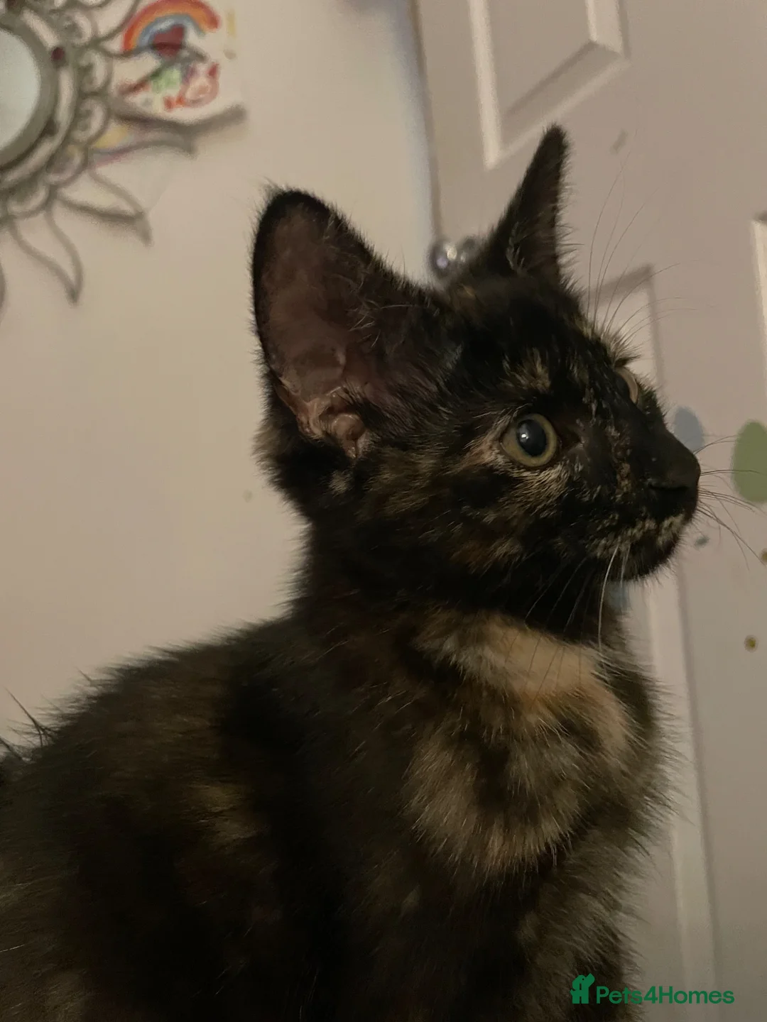 Mixed Breed cats for sale: Little black diamond - Advert 1