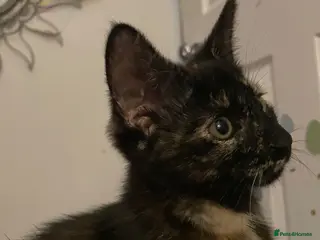Mixed Breed cats Little black diamond - Advert 7