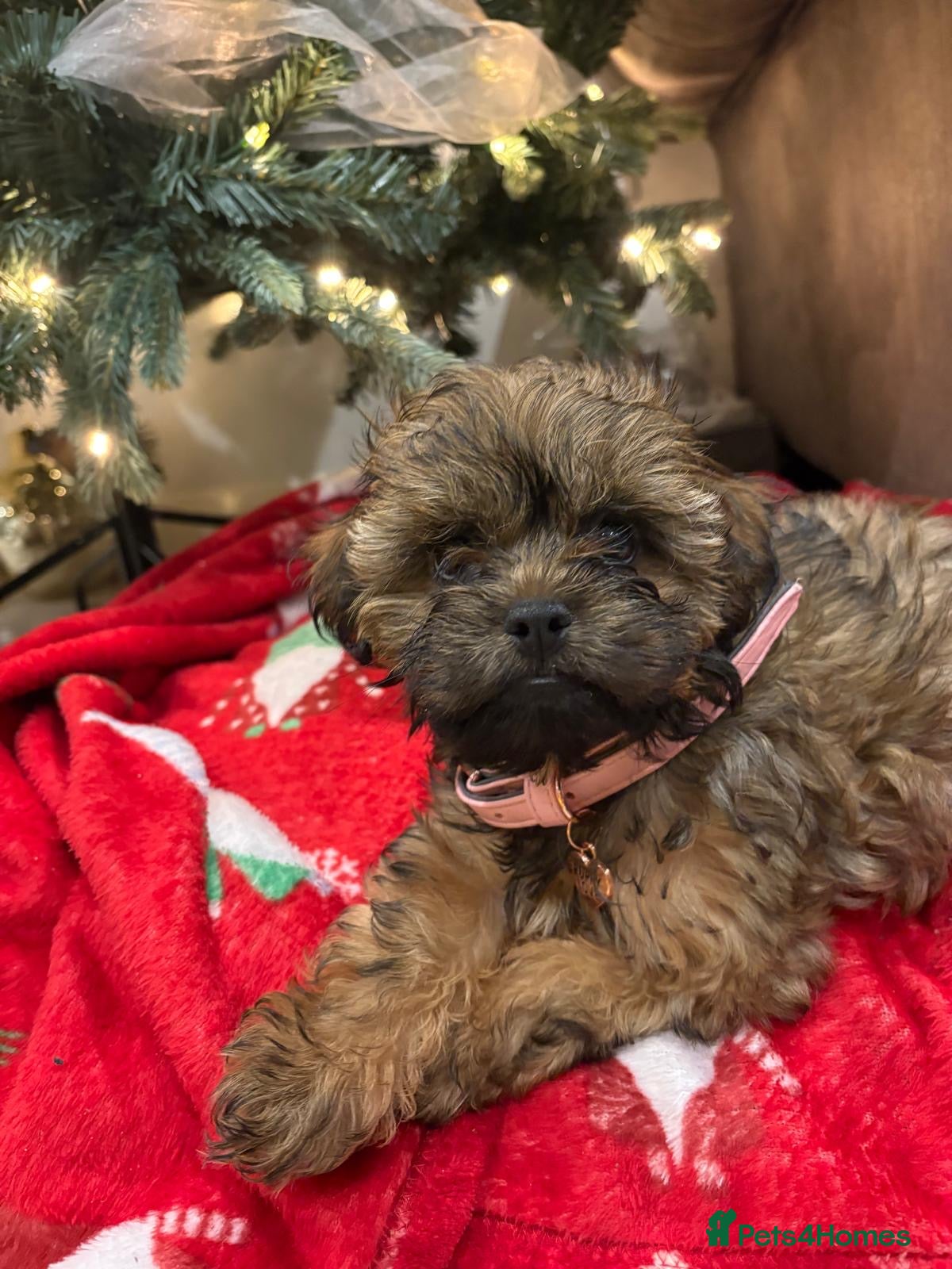 Shihpoo dogs Beautiful Bonnie - Advert 1