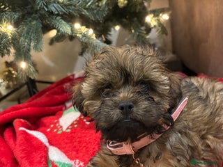 Shihpoo dogs Beautiful Bonnie - Advert 4