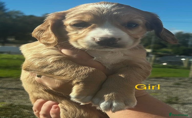 Cocker Spaniel dogs - Advert 1