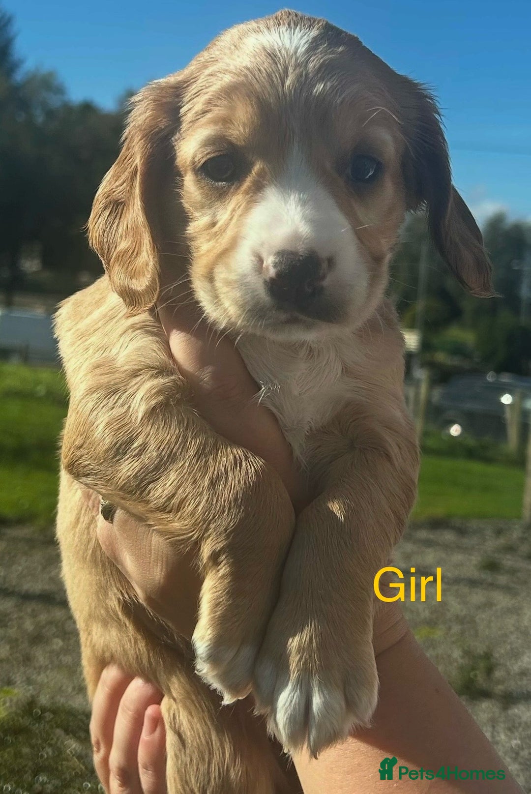 Cocker Spaniel dogs for sale: KC registered working cocker spaniels  - Image 1