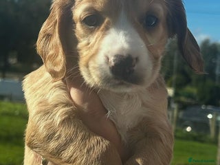 Cocker Spaniel dogs - Advert 5