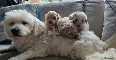 Mixed Breed dogs - Advert 16