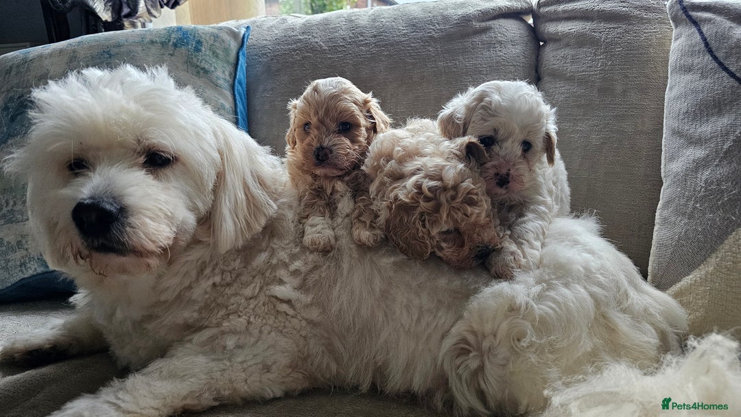Mixed Breed dogs for sale: Maltipoo f2 very friendly - Image 7
