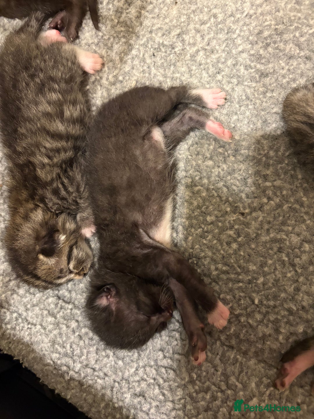 Mixed Breed cats for sale: 2 Tabby & 1 Black Female, 1 Black/White Male - Image 8