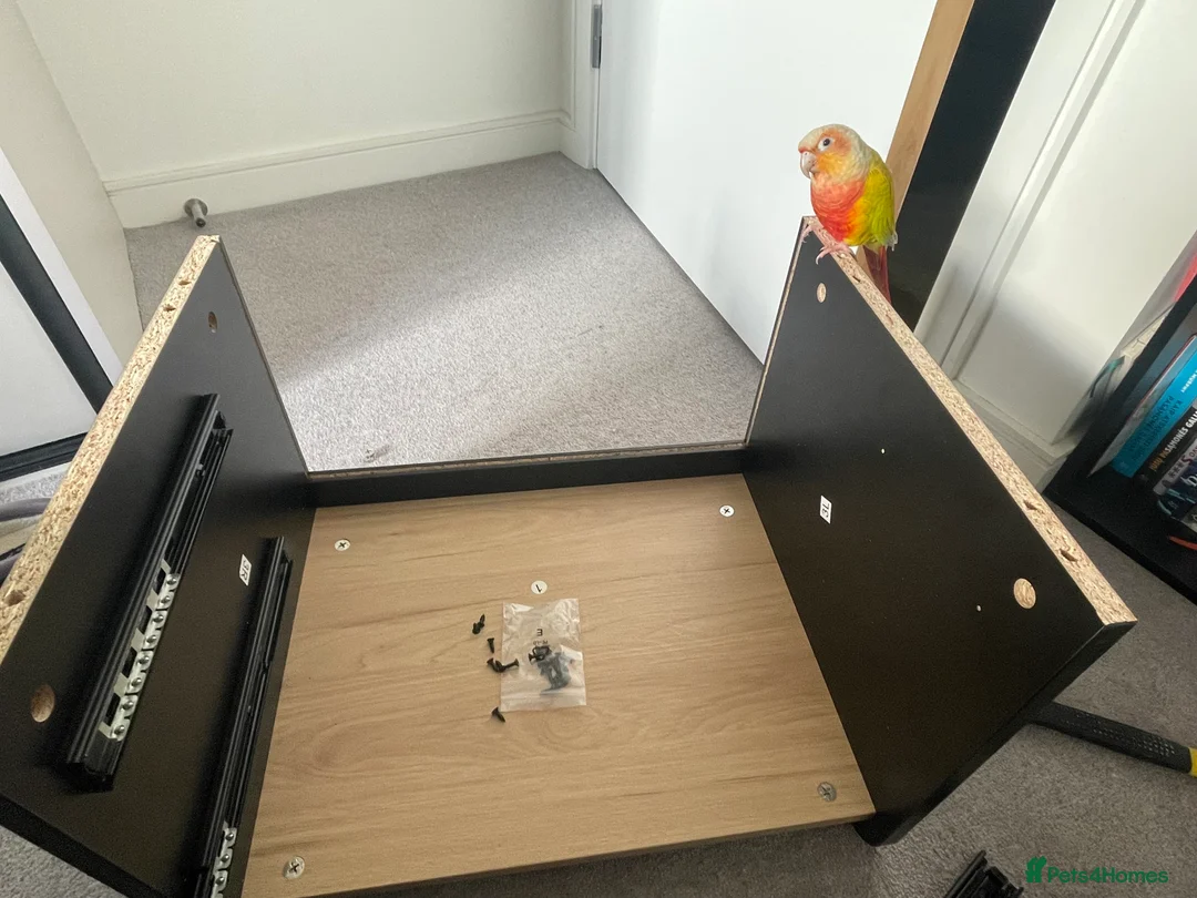 Conures birds for sale:   Pineapple Green-cheek Conure for Rehoming  - Advert 12