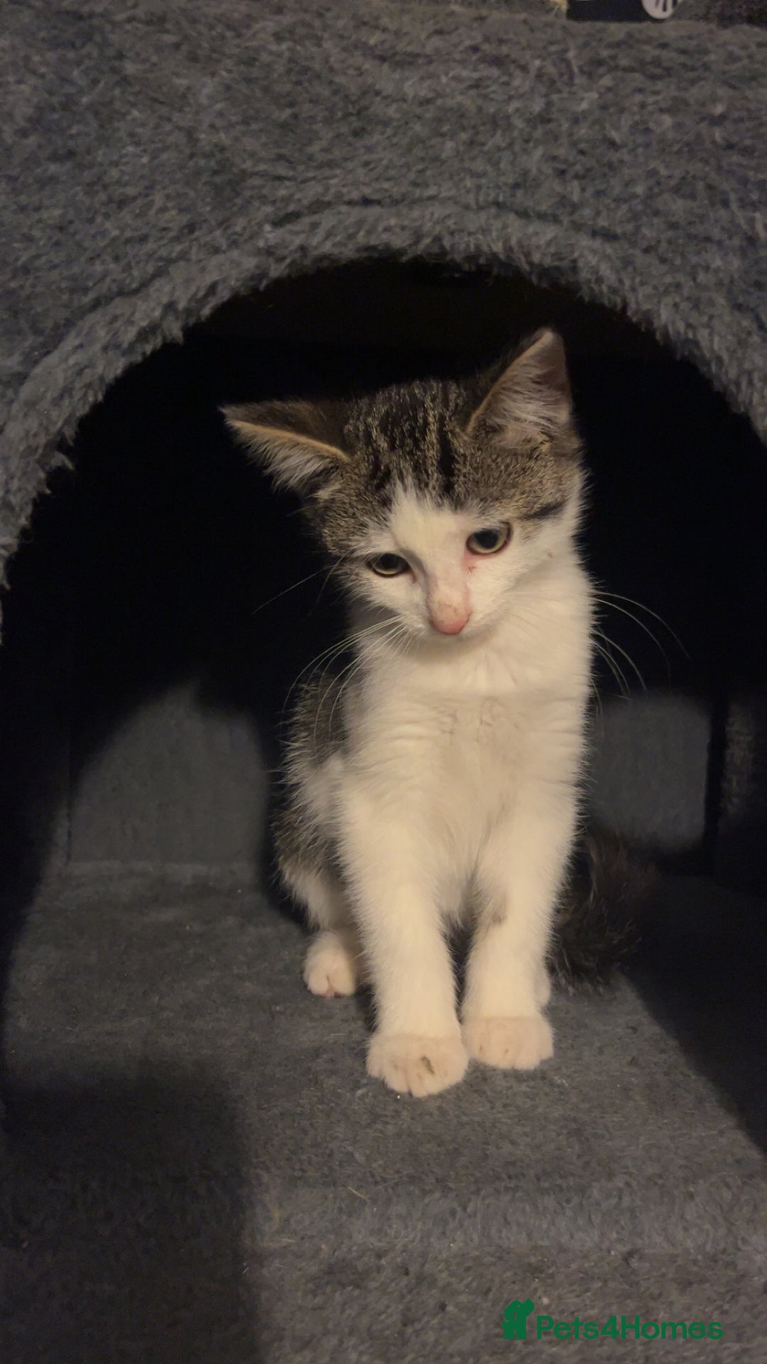Mixed Breed cats for sale: Kittens for sale  - Image 2
