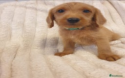 Labradoodle dogs for sale: ONLY 4 GIRLS LEFT F1 miniature labradoodles - Image 31