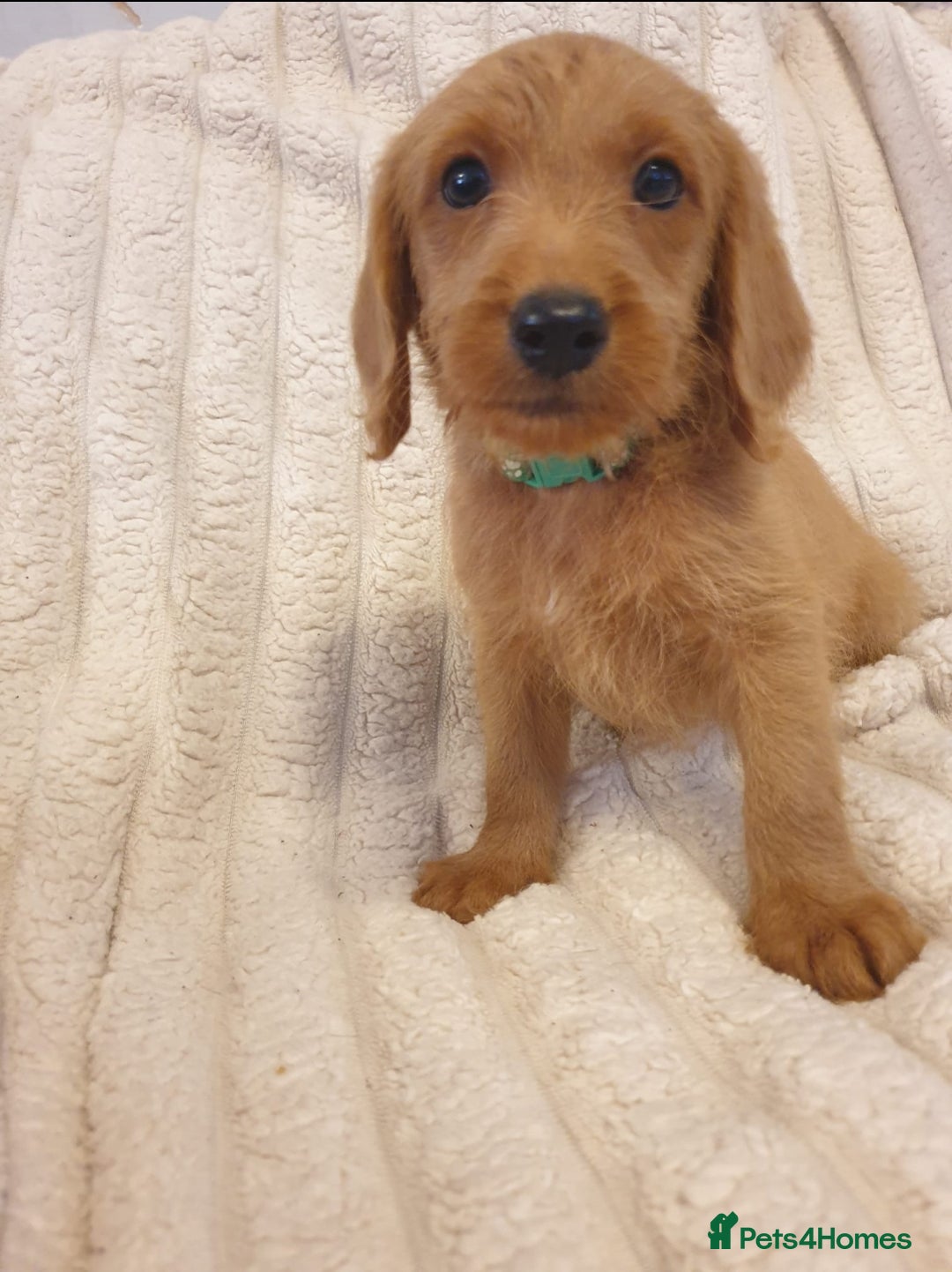 Labradoodle dogs for sale: ONLY 4 GIRLS LEFT F1 miniature labradoodles - Image 31