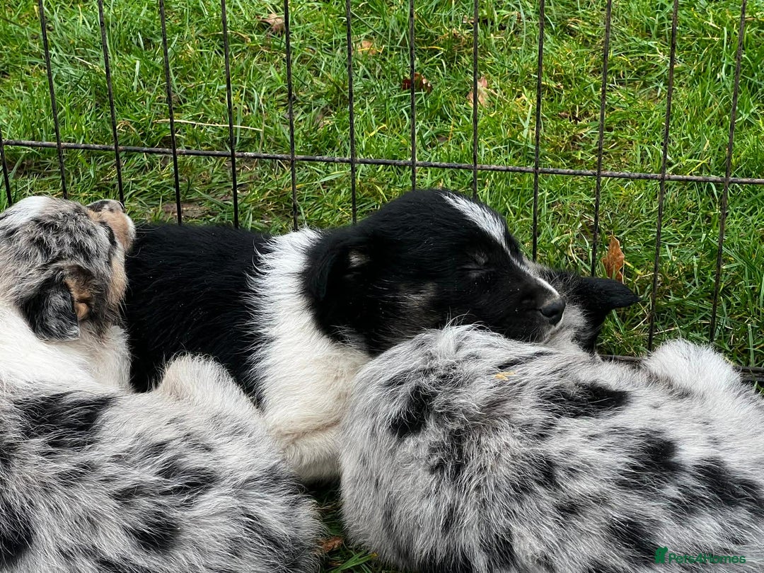 Border Collie dogs for sale: 5 Beautiful Blue Merle Border Collie Puppies - Advert 23