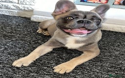 French Bulldog dogs for sale: French bulldog  - Image 23