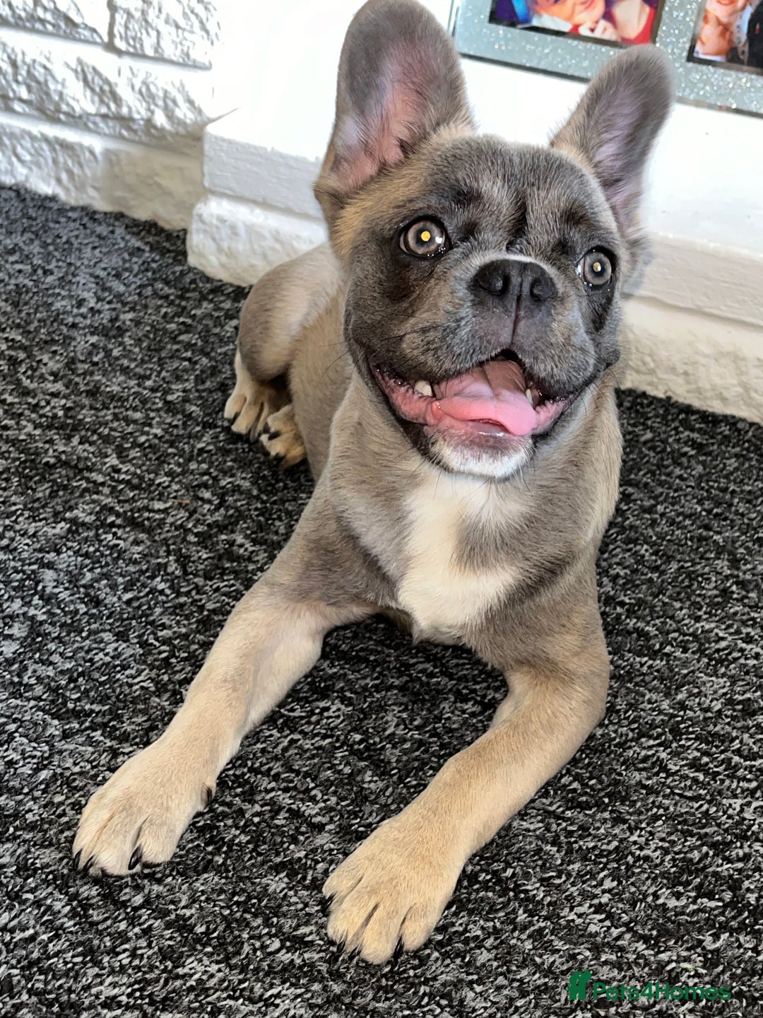 French Bulldog dogs for sale: French bulldog  - Image 23