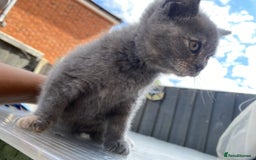 British Shorthair cats for sale: X BSH kittens - Image 29