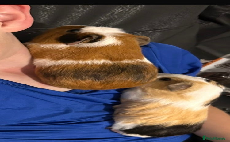 Guinea Pig rodents - Advert 1
