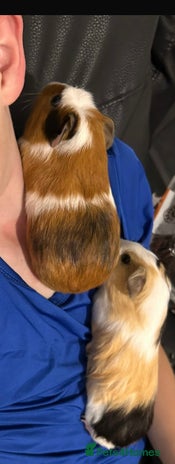 Guinea Pig rodents - Advert 1