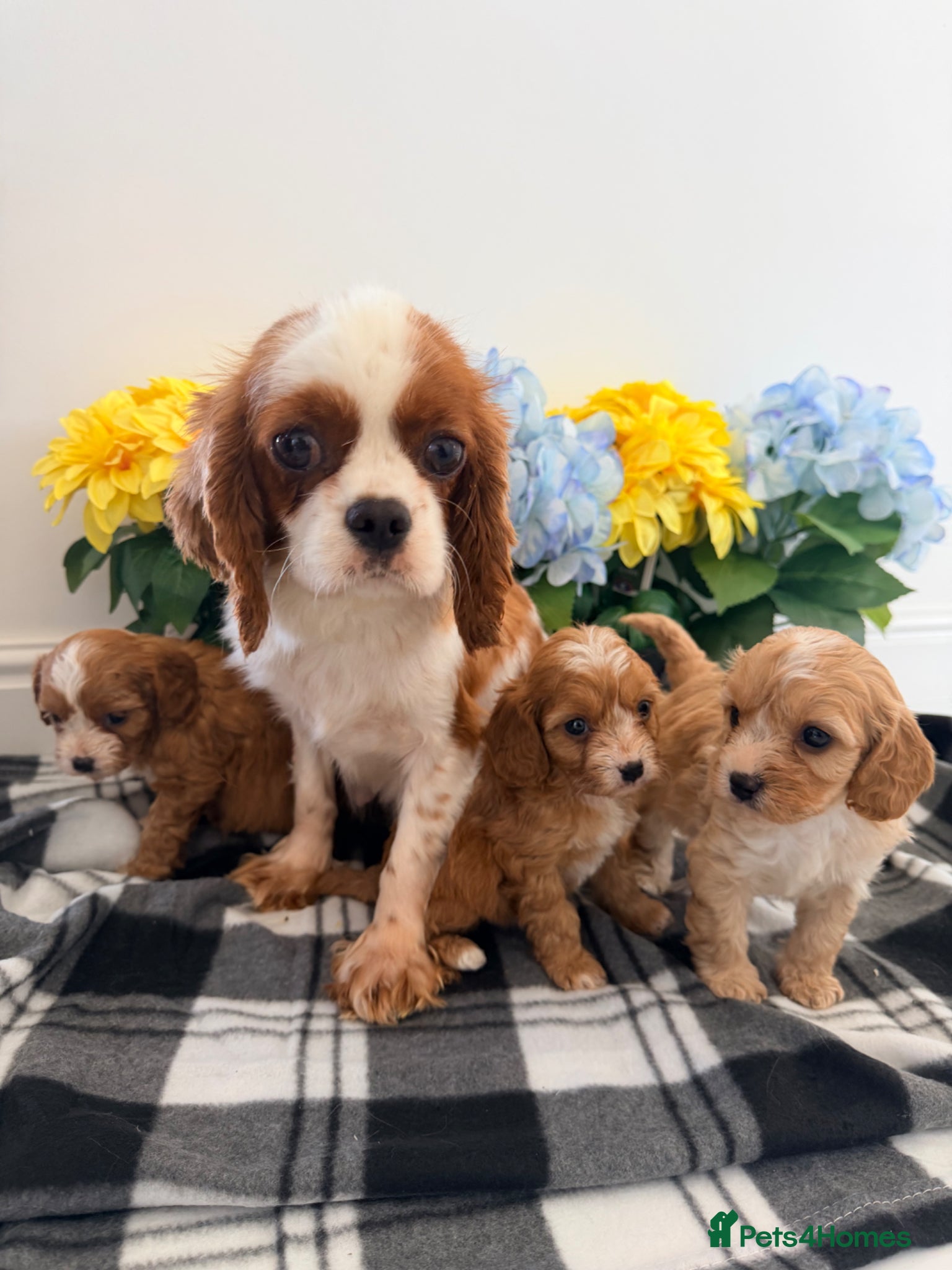 Cavapoo dogs Adorable F1 cavapoo puppies 🐶  - Advert 1