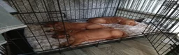 Golden Retriever dogs for sale: 1 boy ready to leave KC reg Red Golden retriever - Advert 22