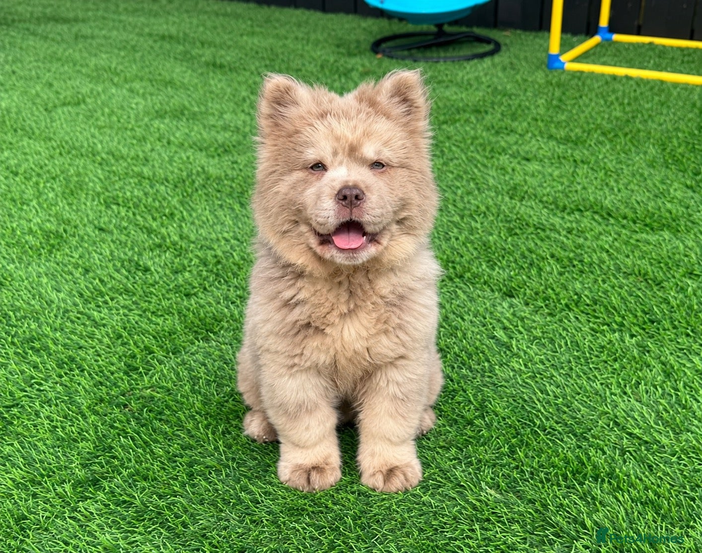 Chow Chow dogs Exotic colour male chow chow puppies for sale  - Advert 1