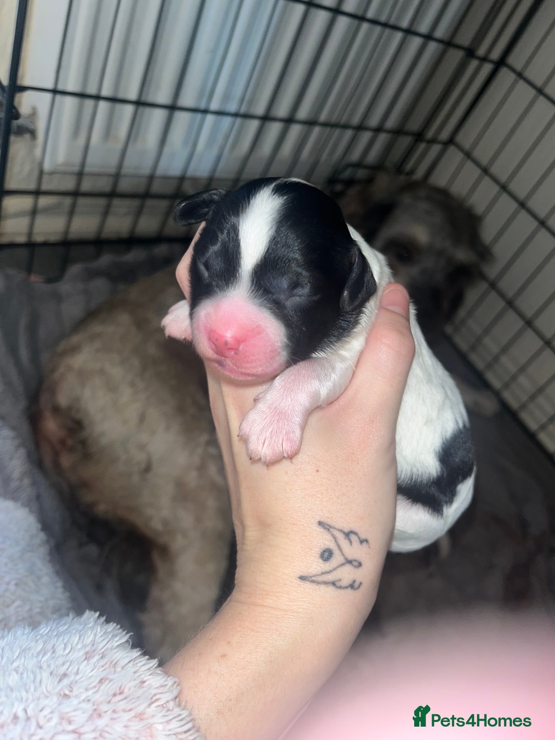 Sproodle dogs for sale: Sproodle puppies - Advert 7