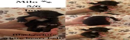 Mixed Breed cats for sale: Cute kitten litter of mix breed.  - Advert 5