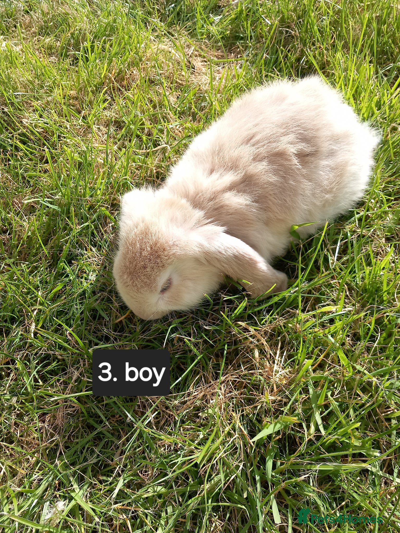 French Lop rabbits Last Pure french lop baby boy rabbit ready soon - Advert 1