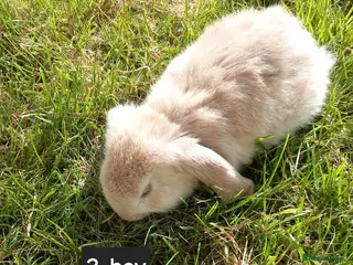French Lop rabbits Last Pure french lop baby boy rabbit ready soon - Advert 1