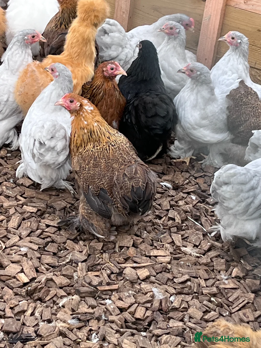 Chickens poultry for sale: Pekin bantam chickens POL - Advert 2