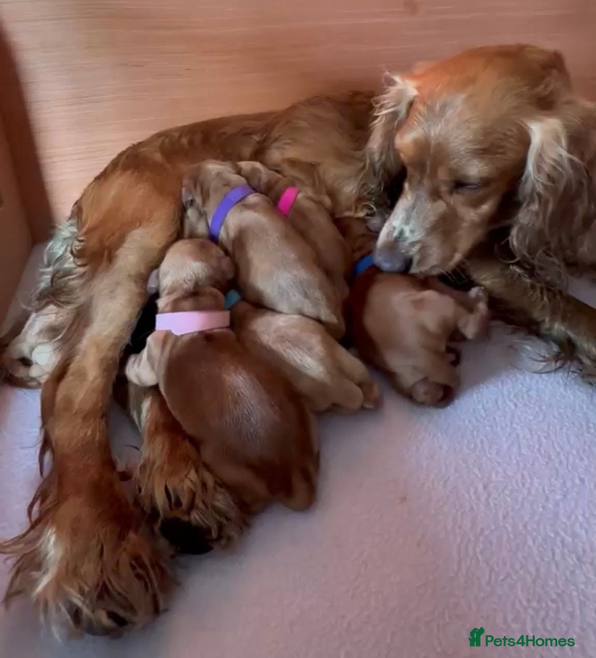 Cocker Spaniel dogs KC Registered Red Working Cocker Spaniel Puppies  - Advert 1