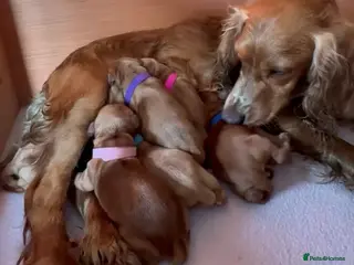 Cocker Spaniel dogs KC Registered Red Working Cocker Spaniel Puppies - Advert 15