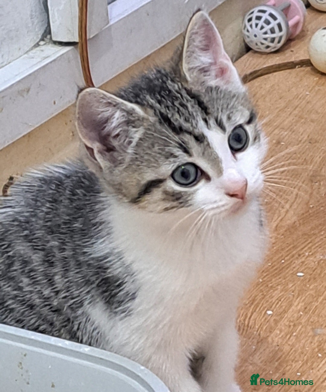Bengal cats for sale: 3 Beautiful Kittens - Image 3
