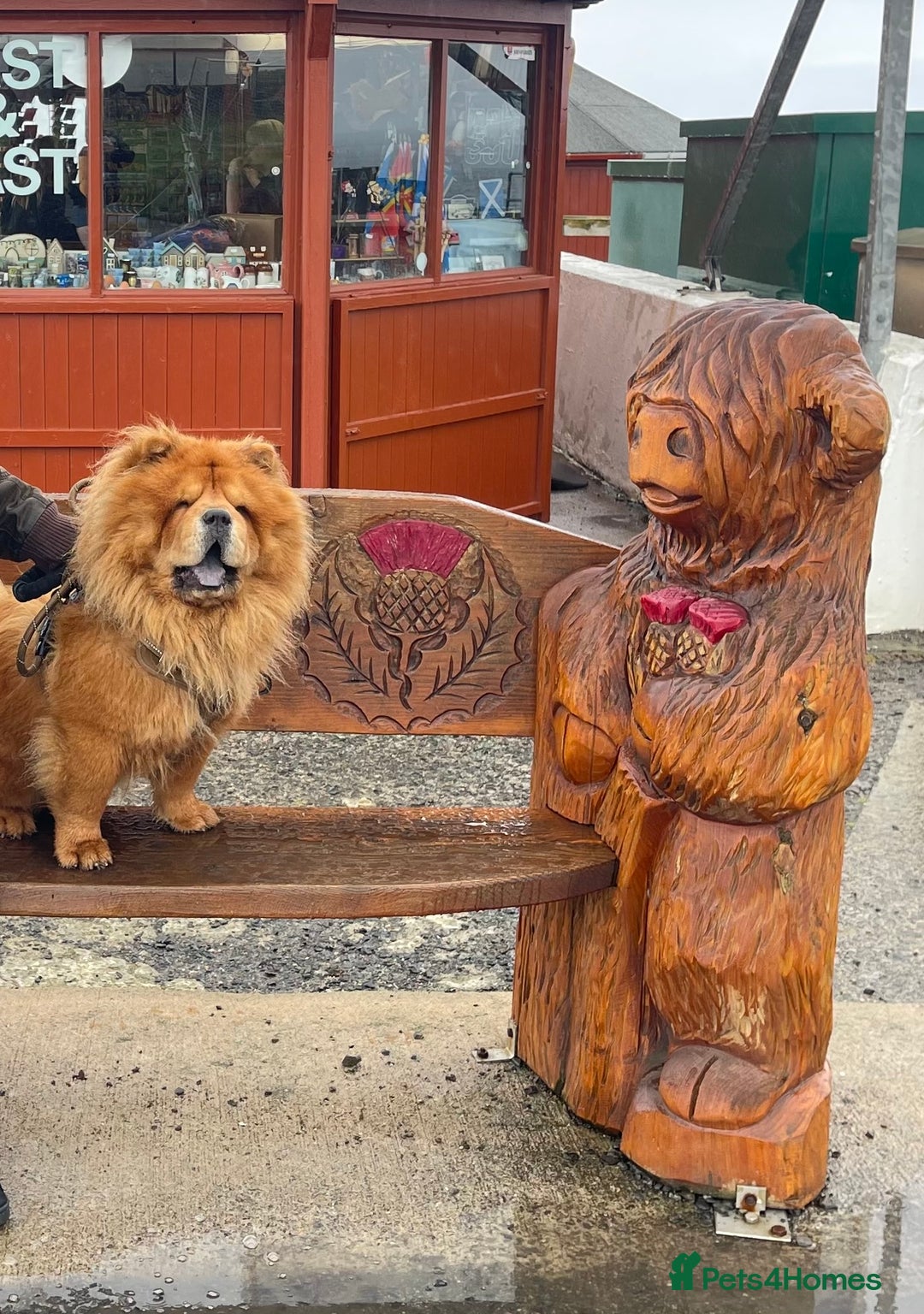 Chow Chow dogs for sale: Chow Chow  - Image 2