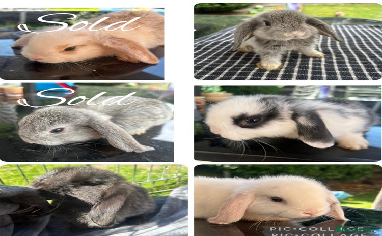 Mini Lop rabbits - Advert 14