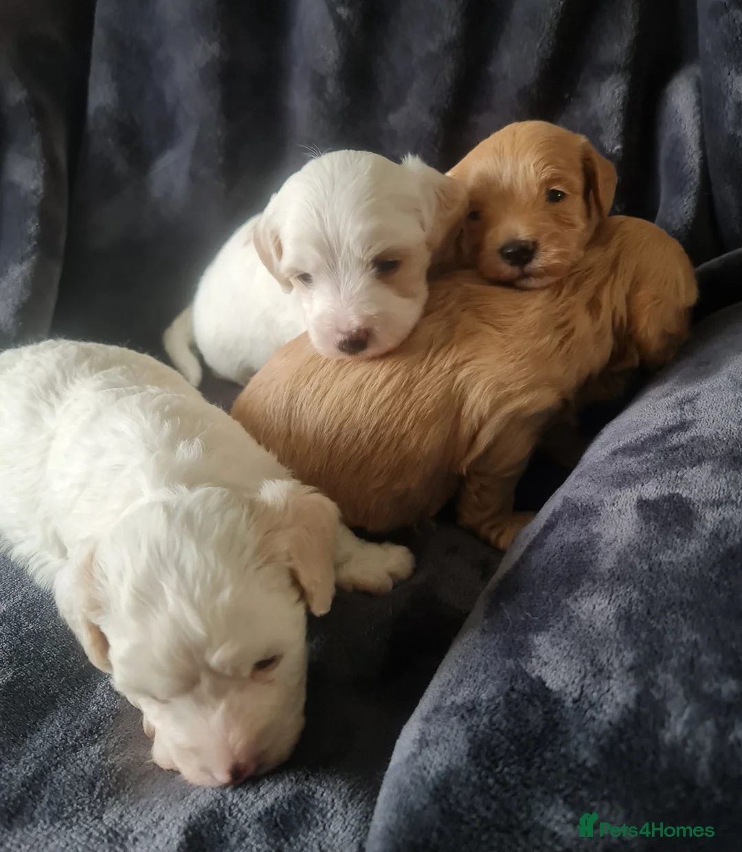 Maltipoo dogs for sale: Gorgeous f2 maltipoo puppies  - Advert 2