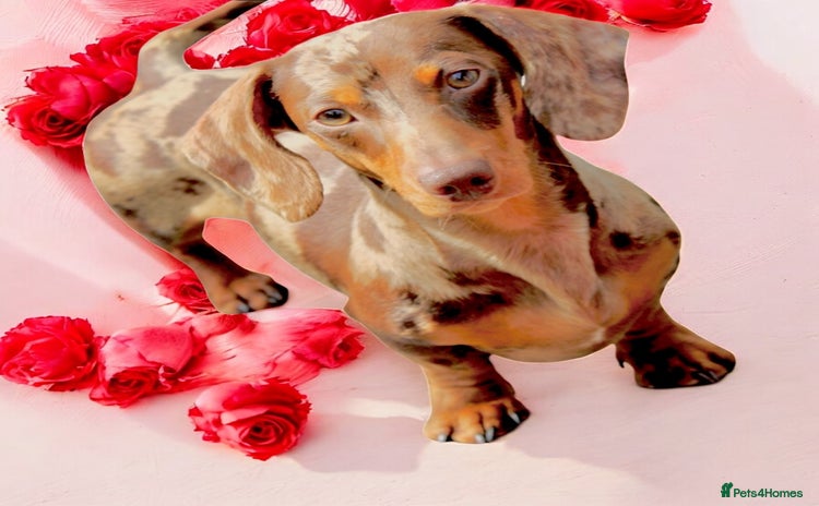 Miniature Dachshund dogs Very small mini Kc reg Health tested proven boy  in Accrington - Advert 16