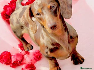 Miniature Dachshund dogs Very small mini Kc reg Health tested proven boy in Accrington - Advert 19