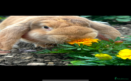 French Lop rabbits for sale: Chocolate Harli Giant French Female Lop - Image 2
