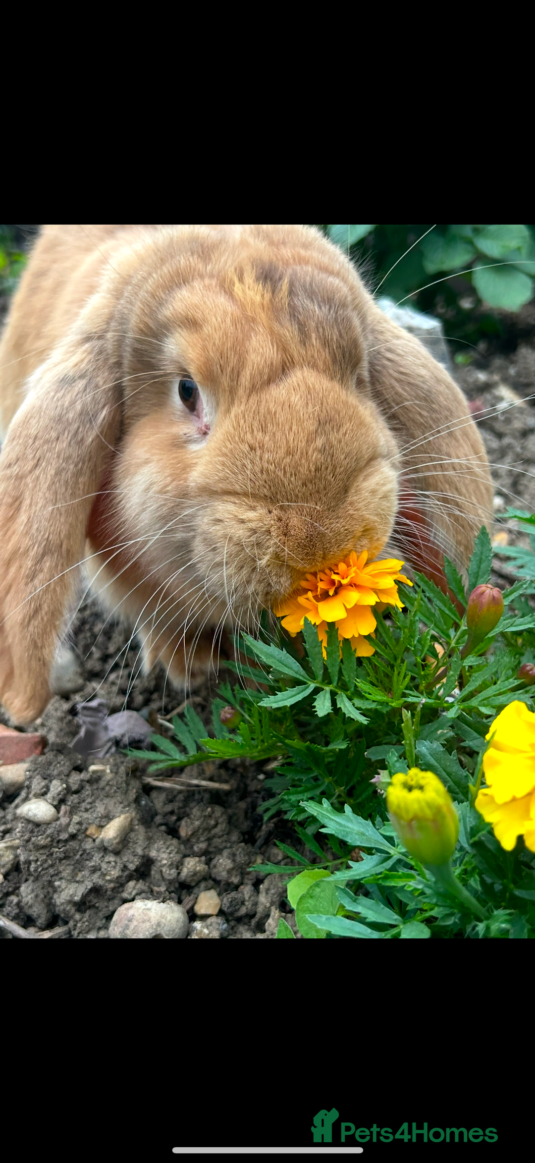 French Lop rabbits for sale: Chocolate Harli Giant French Female Lop - Image 2
