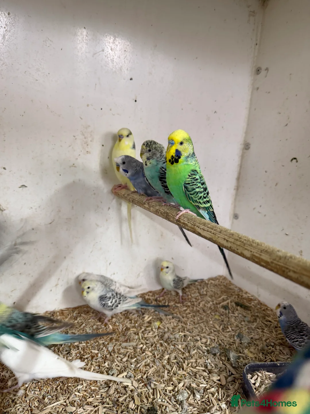 Budgerigars birds for sale:  Variety of budgies - Advert 1