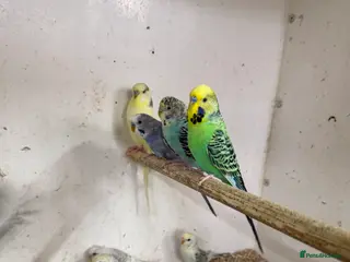 Budgerigars birds Variety of budgies - Advert 1