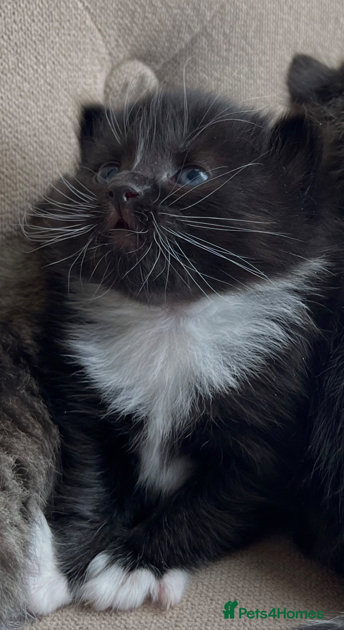 Persian cats Adorable Kittens for Sale - Advert 17