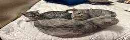 Egyptian Mau cats for sale: Adorable Silver Egyptian Mau Princess 💕 - Advert 2