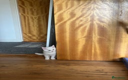 Scottish Fold cats for sale: Scottish fold & Khao Manee mix sisters - Image 10