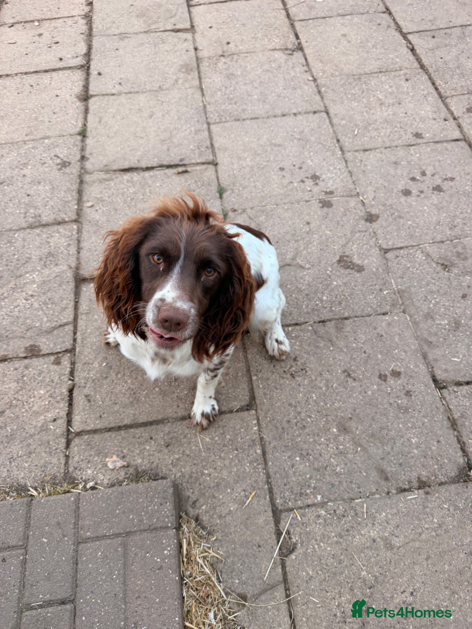 English Springer Spaniel dogs Kc reg 18 month old springer spaniel bitch  - Advert 1