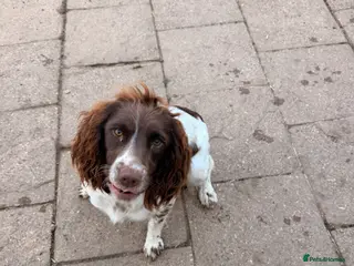 English Springer Spaniel dogs Kc reg 18 month old springer spaniel bitch - Advert 4