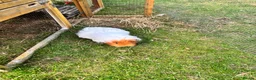 Guinea Pig rodents for sale: Female guinea pig free to a good home  in Cambridge - Advert 3